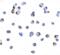 Mitogen-Activated Protein Kinase Kinase Kinase 14 antibody, 1129, ProSci Inc, Immunocytochemistry image 