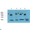 Tubulin Gamma 1 antibody, LS-C813701, Lifespan Biosciences, Western Blot image 