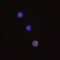 CD8 antibody, BAM116, R&D Systems, Immunofluorescence image 