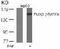 Phospholipase C-gamma-2 antibody, GTX38559, GeneTex, Western Blot image 