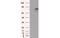 Cadherin 13 antibody, MBS533161, MyBioSource, Western Blot image 