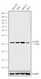 Potassium Voltage-Gated Channel Interacting Protein 2 antibody, 720416, Invitrogen Antibodies, Western Blot image 