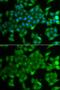 Annexin A11 antibody, GTX33010, GeneTex, Immunofluorescence image 