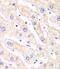 Proteasome Inhibitor Subunit 1 antibody, FNab06898, FineTest, Immunohistochemistry frozen image 