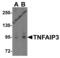 TNF Alpha Induced Protein 3 antibody, 5145, ProSci, Western Blot image 