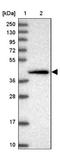 Scratch Family Transcriptional Repressor 1 antibody, NBP1-92369, Novus Biologicals, Western Blot image 
