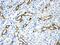 Aquaporin 1 (Colton Blood Group) antibody, PB9473, Boster Biological Technology, Immunohistochemistry frozen image 