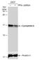 Peptidylprolyl Isomerase A antibody, NBP1-30993, Novus Biologicals, Western Blot image 