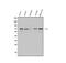 Pot1a antibody, A00696-2, Boster Biological Technology, Western Blot image 