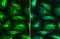 Tubulin Alpha 4a antibody, GTX113098, GeneTex, Immunofluorescence image 