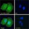NUAK Family Kinase 1 antibody, GTX47589, GeneTex, Immunofluorescence image 