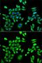 Hypoxanthine Phosphoribosyltransferase 1 antibody, GTX33248, GeneTex, Immunocytochemistry image 