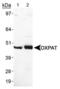 Perilipin-5 antibody, PA1-46215, Invitrogen Antibodies, Western Blot image 
