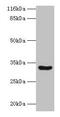 Matrix AAA Peptidase Interacting Protein 1 antibody, CSB-PA855488LA01HU, Cusabio, Western Blot image 
