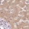 MIA SH3 Domain ER Export Factor 2 antibody, HPA054066, Atlas Antibodies, Immunohistochemistry frozen image 