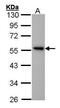 G Protein-Coupled Receptor 83 antibody, PA5-27259, Invitrogen Antibodies, Western Blot image 