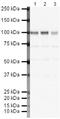 Glutamate Ionotropic Receptor AMPA Type Subunit 2 antibody, PA5-19496, Invitrogen Antibodies, Western Blot image 