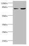 Acyl-CoA Synthetase Long Chain Family Member 4 antibody, CSB-PA060488EA01HU, Cusabio, Western Blot image 