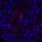 V-Set Immunoregulatory Receptor antibody, LS-C669112, Lifespan Biosciences, Immunofluorescence image 