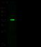 Kallikrein Related Peptidase 11 antibody, 10767-R121, Sino Biological, Western Blot image 