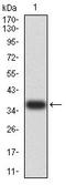 PARP1 Binding Protein antibody, orb323000, Biorbyt, Western Blot image 