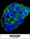 Complement C1q C Chain antibody, 56-126, ProSci, Immunofluorescence image 