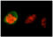 Vimentin antibody, ADI-KAM-CC249-E, Enzo Life Sciences, Immunocytochemistry image 