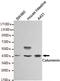 Calumenin antibody, TA346899, Origene, Western Blot image 