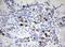 Keratin 20 antibody, NBP2-45556, Novus Biologicals, Immunohistochemistry frozen image 