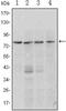 PR/SET Domain 1 antibody, MA5-15611, Invitrogen Antibodies, Western Blot image 