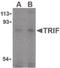 Toll Like Receptor Adaptor Molecule 1 antibody, orb87365, Biorbyt, Western Blot image 