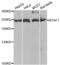 TATA-binding protein-associated factor 172 antibody, PA5-76828, Invitrogen Antibodies, Western Blot image 