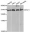 B-TFIID TATA-Box Binding Protein Associated Factor 1 antibody, PA5-76828, Invitrogen Antibodies, Western Blot image 