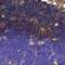 Programmed Cell Death 1 antibody, PM-5179, ProSci, Immunohistochemistry frozen image 