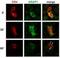 ArfGAP With RhoGAP Domain, Ankyrin Repeat And PH Domain 1 antibody, NB110-68801, Novus Biologicals, Immunocytochemistry image 