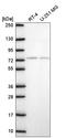 E4F Transcription Factor 1 antibody, HPA071325, Atlas Antibodies, Western Blot image 