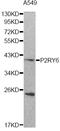 Pyrimidinergic Receptor P2Y6 antibody, STJ24878, St John