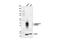 TNF Receptor Superfamily Member 9 antibody, 19541S, Cell Signaling Technology, Western Blot image 