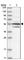 Makorin Ring Finger Protein 3 antibody, HPA029494, Atlas Antibodies, Western Blot image 