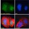 Zinc Finger MYND-Type Containing 11 antibody, LS-C54596, Lifespan Biosciences, Immunofluorescence image 