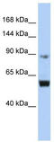 Minichromosome Maintenance 10 Replication Initiation Factor antibody, TA341690, Origene, Western Blot image 