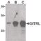 TNF Superfamily Member 18 antibody, PA5-20161, Invitrogen Antibodies, Western Blot image 