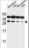 Syntaxin-10 antibody, LS-C161583, Lifespan Biosciences, Western Blot image 