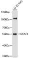 DDB1 And CUL4 Associated Factor 4 antibody, A13531, Boster Biological Technology, Western Blot image 