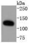 Mitogen-activated protein kinase 7 antibody, A02812-1, Boster Biological Technology, Western Blot image 