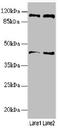 Ret Finger Protein Like 2 antibody, LS-C676387, Lifespan Biosciences, Western Blot image 