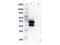 Mitogen-Activated Protein Kinase Kinase 1 antibody, B00292, Boster Biological Technology, Western Blot image 