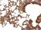 Peptidylprolyl Isomerase E antibody, NBP1-33471, Novus Biologicals, Immunohistochemistry paraffin image 