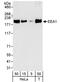 Early Endosome Antigen 1 antibody, A301-896A, Bethyl Labs, Western Blot image 