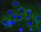 Spectrin Alpha, Non-Erythrocytic 1 antibody, MA5-18118, Invitrogen Antibodies, Immunofluorescence image 